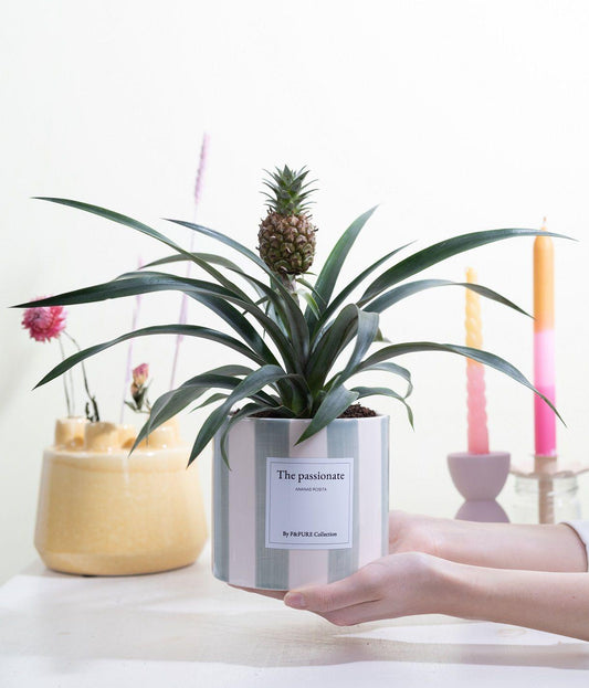Ananas Rosita Gift | "The Passionate" | WITH GREETING CARD!