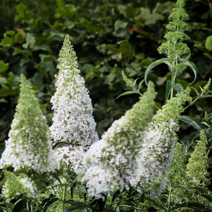 Vlinderstruik - Buddleja davidii White Profusion - Bloem Wit - Vlinderlokkend -  Pot 17cm Hoogte 25cm