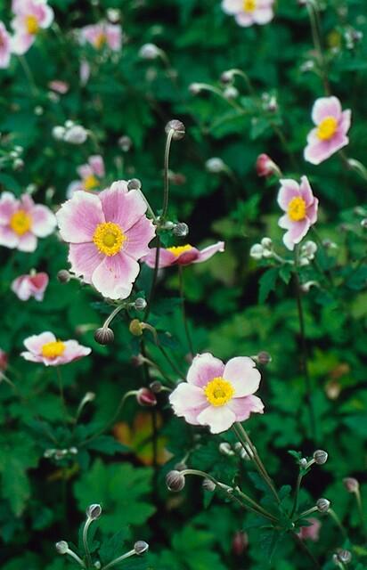 Anemone tom. 'Robustissima' paars-blauwe bloemen in bloembed