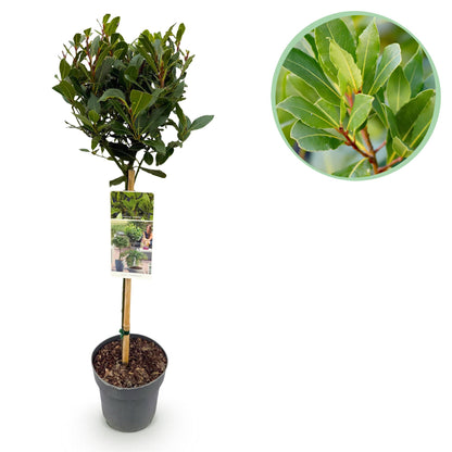 Plant op Stam | Laurus nobilis | Terras Plant