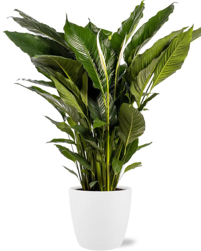 Spathiphyllum Sweet Sebastiano | Kamerplant | Lepelplant + Brussels pot