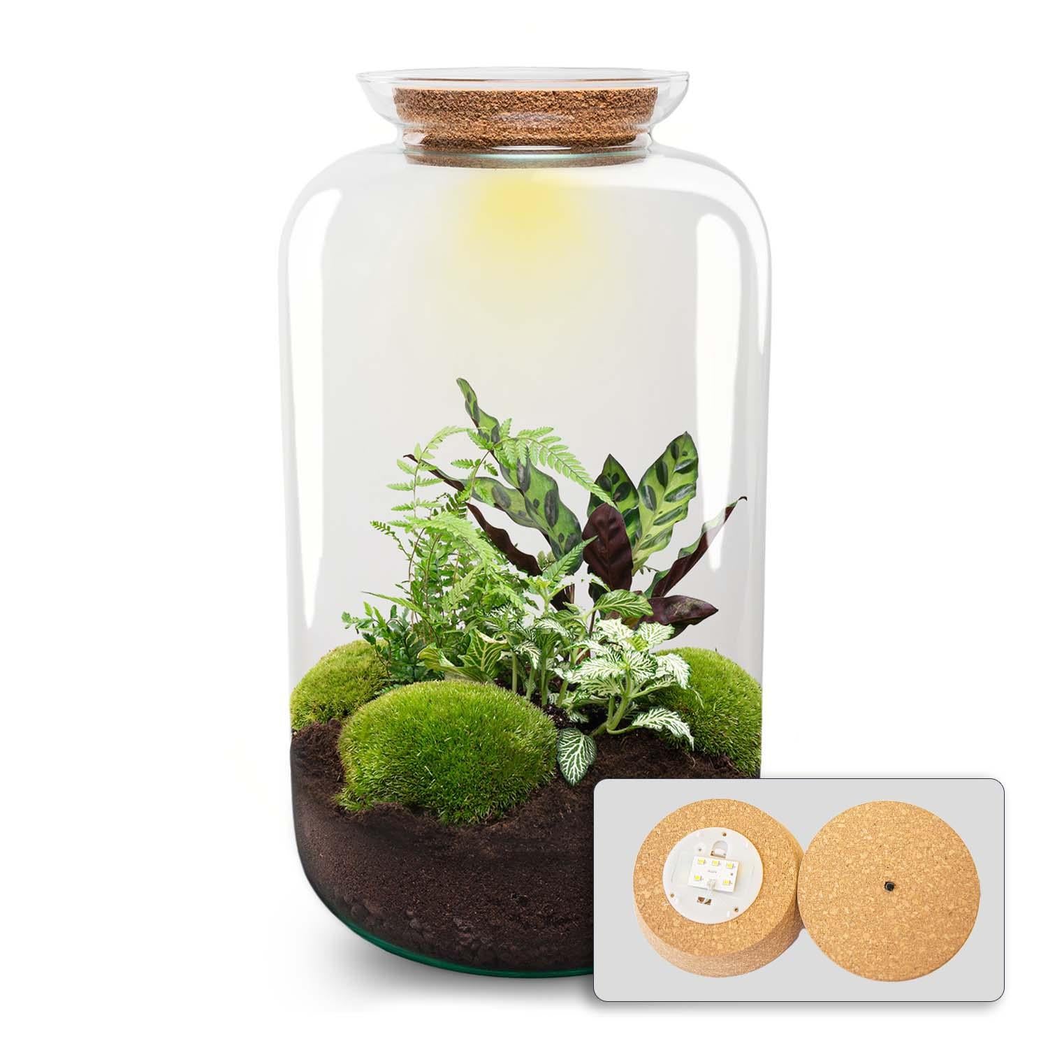 XL terrarium met LED-kurk en groene planten.