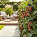 3 x Fruitplanten | Doornloze Braam | Rubus Thornfree | Zwarte Braam