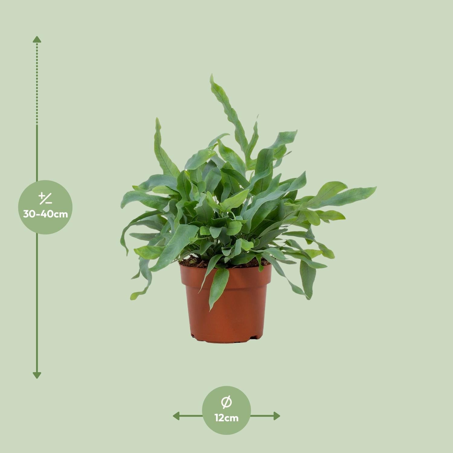 Phlebodium aureum Blue Star (Blauwe Stervaren) – kamerplant met blauwgroene frondes – pot Ø17 cm, hoogte ca. 50 cm – onderhoudsvriendelijke tropische plant voor binnen. Luchtzuiverend