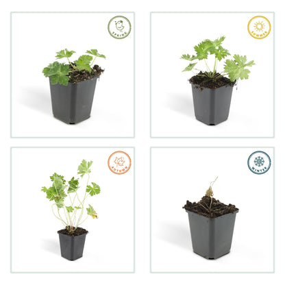 Geranium Rozanne Buitenplant | Ooievaarsbek