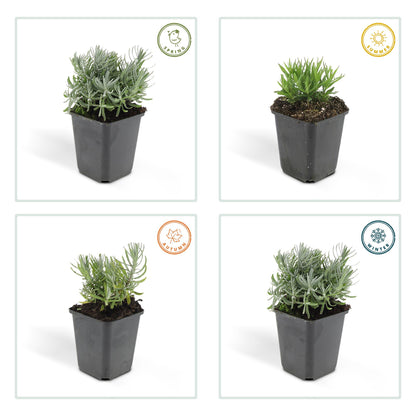 Lavandula angustifolia Hidcote – lavendelplant met paarse bloemen – potmaat 9 cm