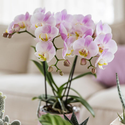  Phalaenopsis Orchidee 'Portugal' 
