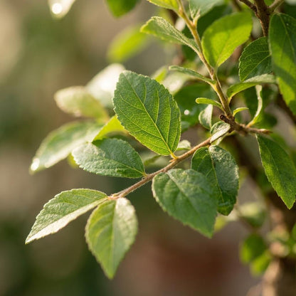 Bonsai miniatuurboom bolvormige kruin in keramische schaal. voor op de vensterbank