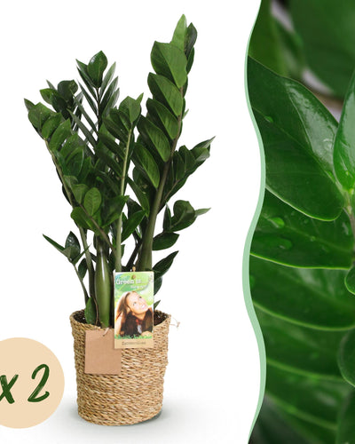 2 x Kamerplanten | Zamioculcas | ZZ-plant | met mand