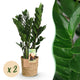 2 x Kamerplanten | Zamioculcas | ZZ-plant | met mand