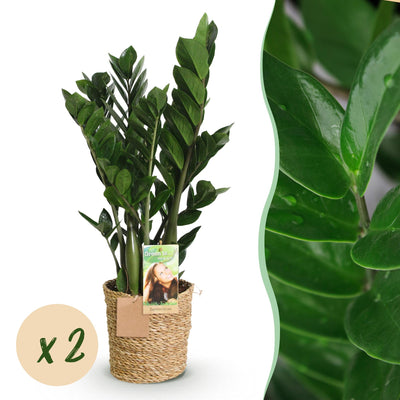 2 x Kamerplanten | Zamioculcas | ZZ-plant | met mand