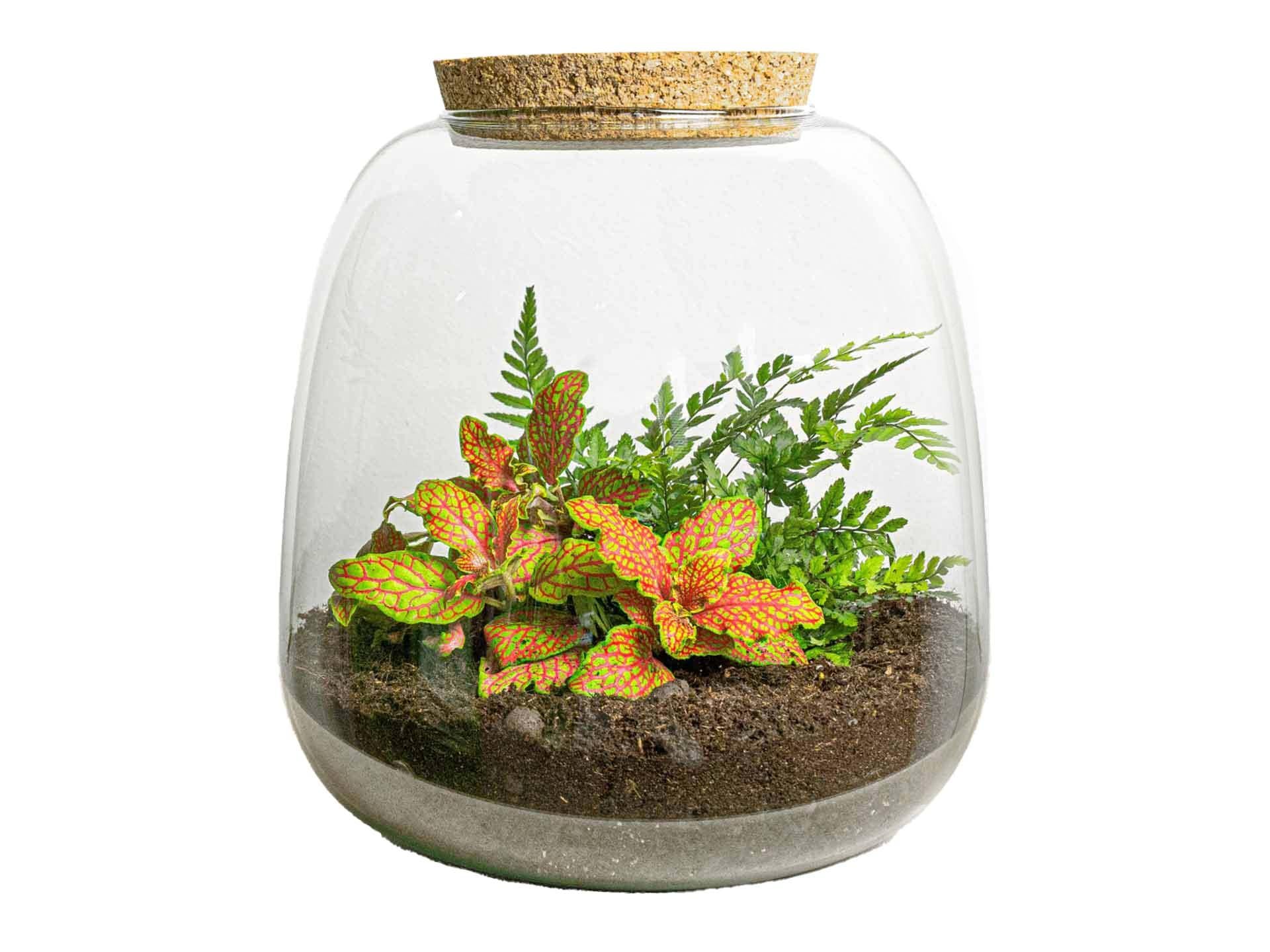 Planten terrarium Emma Mini DIY kit met Fittonia Ruby Lime