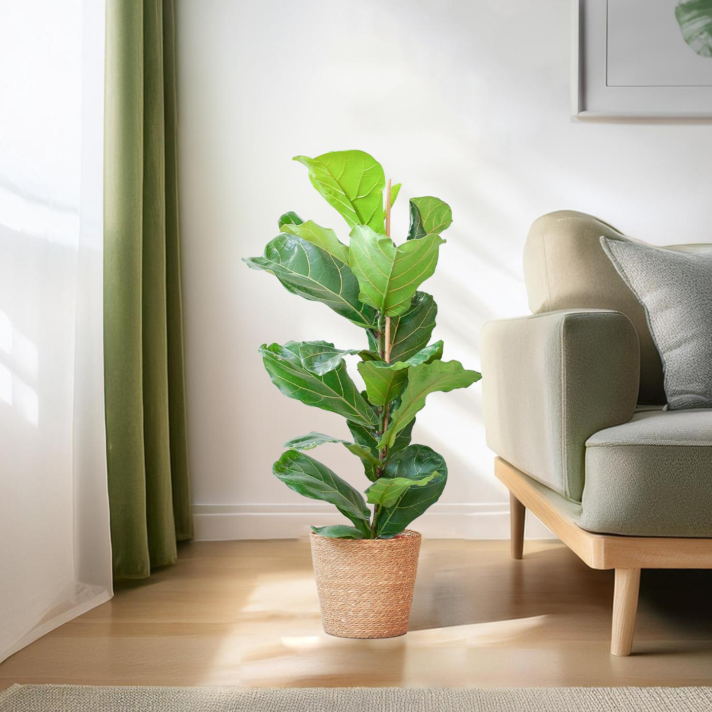 De Ficus lyrata, of vioolbladplant, is een echte eyecatcher. Zijn bladeren hebben de vorm van een viool, vandaar de naam vioolbladplant of vioolplant. Deze grote glanzende bladeren kunnen wel een halve meter lang worden! De Ficus lyrata is er op stam, in vertakte vormen of met losse stengels: alle varianten van de vioolbladplant zijn even mooi. De Ficus lyrata is giftg, maar heeft daarentegen luchtzuiverende eigenschappen, welke erg goed zijn voor ons binnenklimaat. 