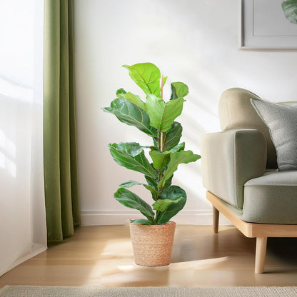 De Ficus lyrata, of vioolbladplant, is een echte eyecatcher. Zijn bladeren hebben de vorm van een viool, vandaar de naam vioolbladplant of vioolplant. Deze grote glanzende bladeren kunnen wel een halve meter lang worden! De Ficus lyrata is er op stam, in vertakte vormen of met losse stengels: alle varianten van de vioolbladplant zijn even mooi. De Ficus lyrata is giftg, maar heeft daarentegen luchtzuiverende eigenschappen, welke erg goed zijn voor ons binnenklimaat. 