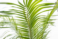 Phoenix Roebelenii op stam | Kamerplant - Planttoday
