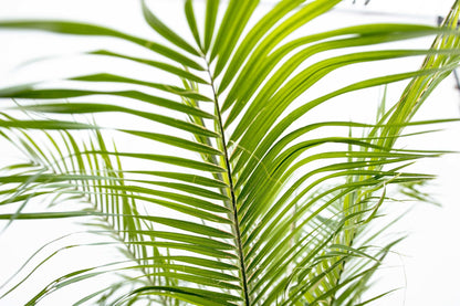 Phoenix Roebelenii op stam | Kamerplant