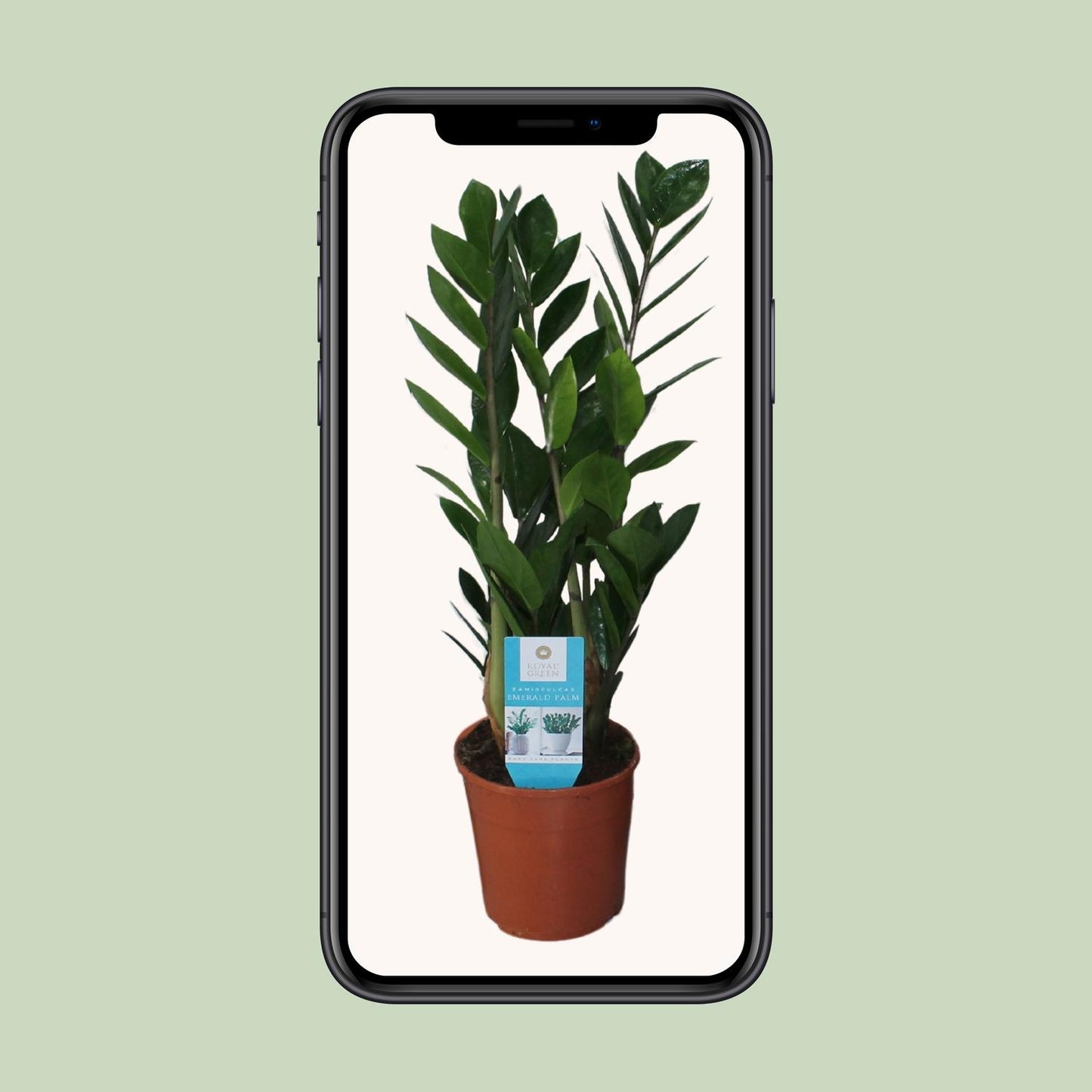 Onderhoudsvriendelijke ZZ-plant voor binnen – Luchtzuiverend

