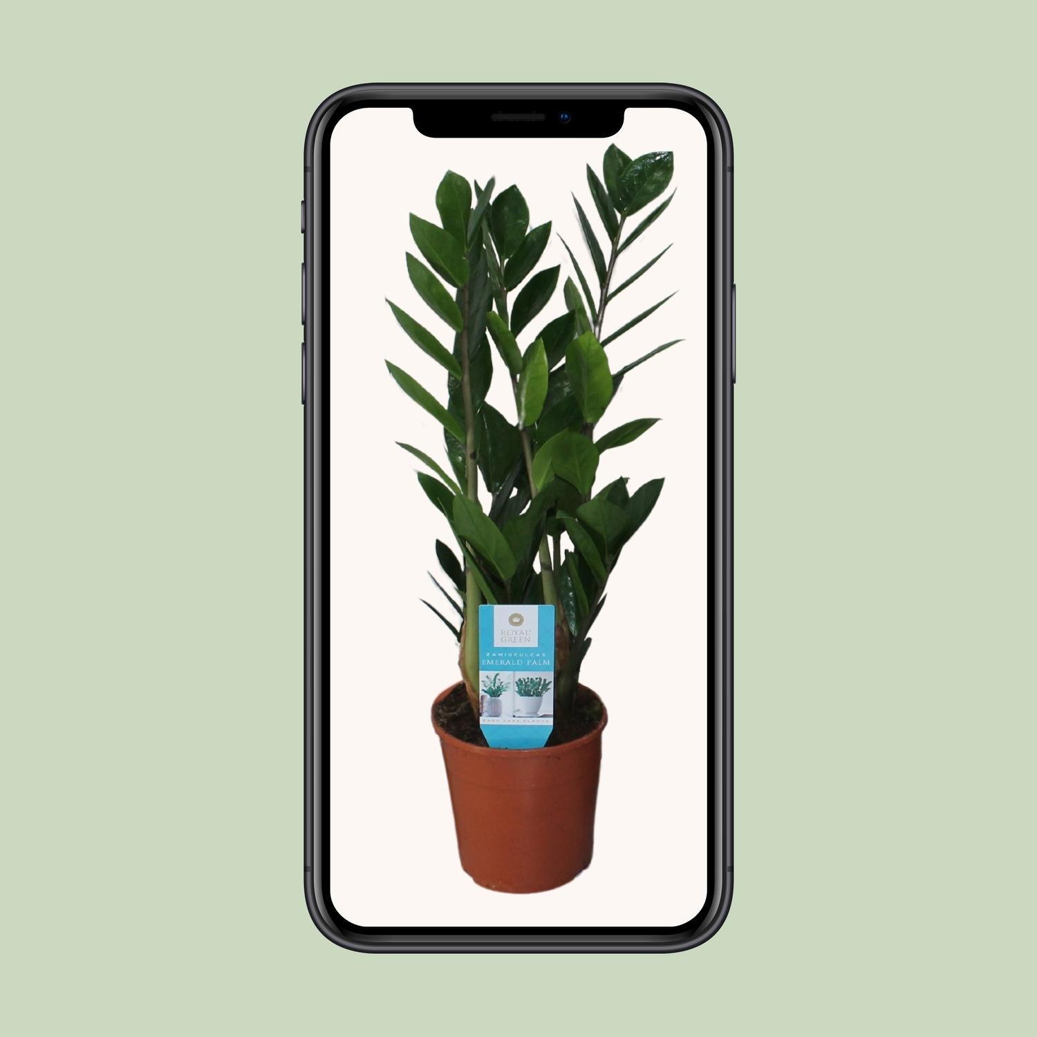 Onderhoudsvriendelijke ZZ-plant voor binnen – Luchtzuiverend

