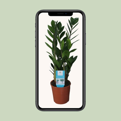 Onderhoudsvriendelijke ZZ-plant voor binnen – Luchtzuiverend


