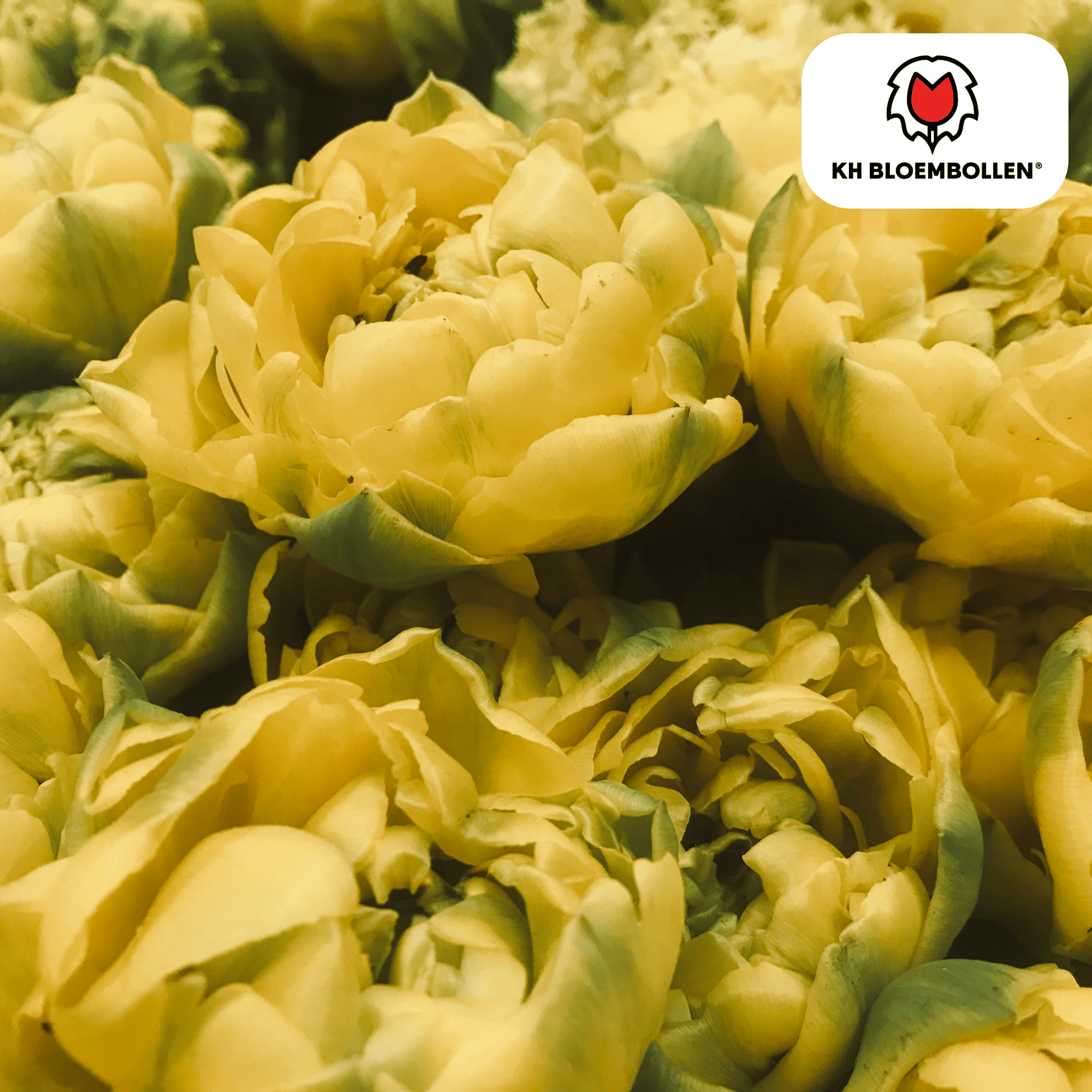 Tulpenbollen Avant Garde – 20 stuks – gele dubbelbloemige tulp