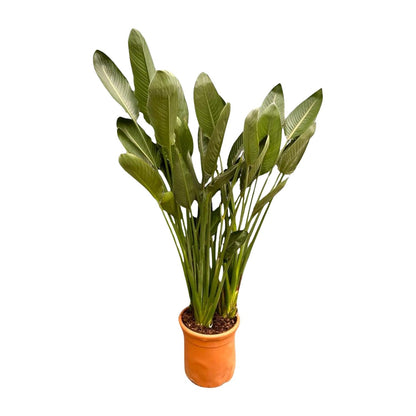 Extra grote paradijsvogelplant met groene bladeren en oranje bloemen