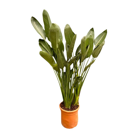 Extra grote paradijsvogelplant met groene bladeren en oranje bloemen