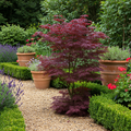 2 x Acer palmatum 'Bloodgood' Outdoor Plant | Japanese Maple with Deep Red Leaves