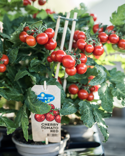 Cherry tomatenplant met rode tomaatjes voor balkon moestuin