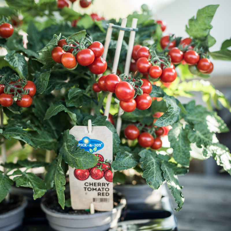 Cherry tomatenplant met rode tomaatjes voor balkon moestuin