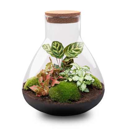 DIY Planten terrarium met licht | Sam XL Red