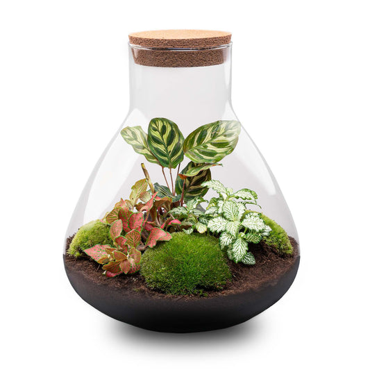 DIY Planten terrarium met licht | Sam XL Red