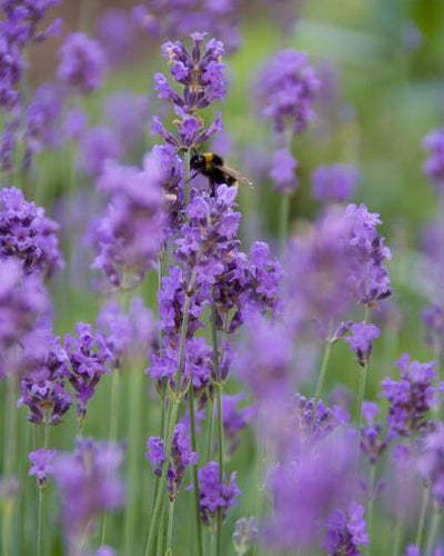 Lavandula ang. 'Munstead' - ↕10-25cm - Ø9cm - Planttoday
