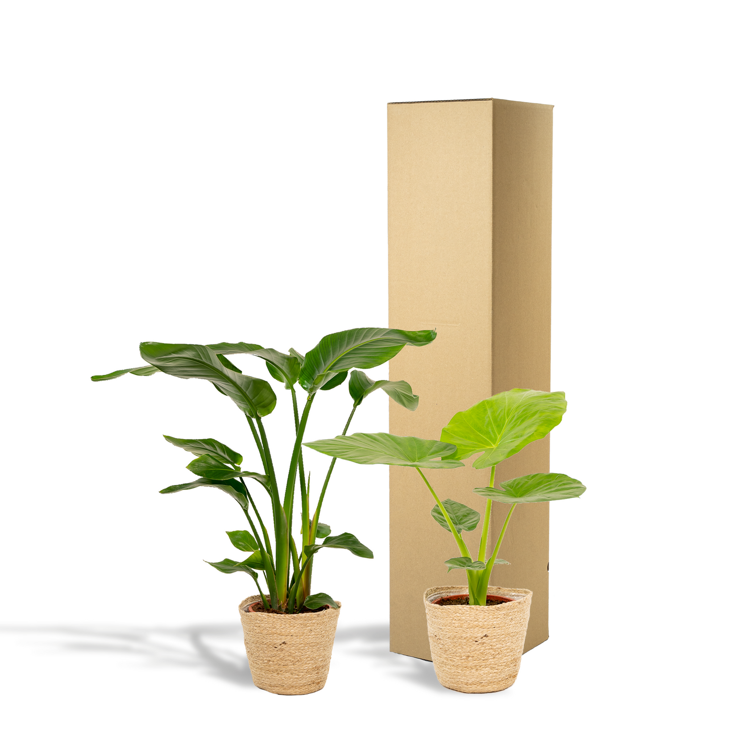 Strelitzia Nicolai -Alocasia Macrorrhiza + Mand Selin Kamerplant