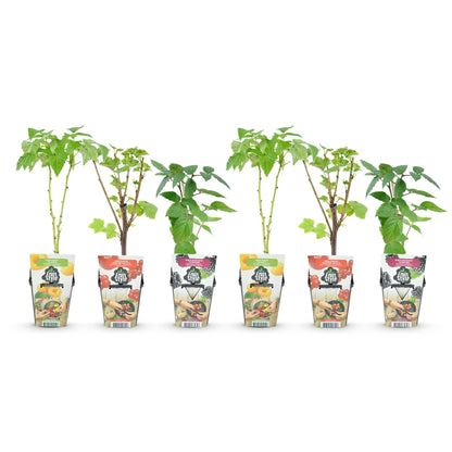 drie soorten -Tricolour fruitplanten met rode bes, gele framboos en braam