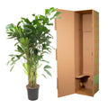 Caryota Mitis | Grote Kamerplant | Visgraatpalm