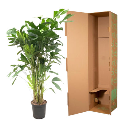 Caryota Mitis | Grote Kamerplant | Visgraatpalm
