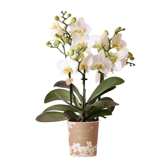 Witte Phalaenopsis orchidee Lausanne uit de Blossom collectie, pot Ø9cm, 3 bloemtakken, bloeiende kamerplant zonder pot.