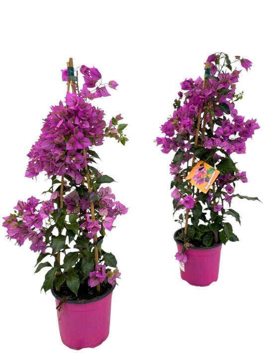 Bougainvillea Sanderiana Piramide - 1 stuk -  Ø17cm - ↕70cm