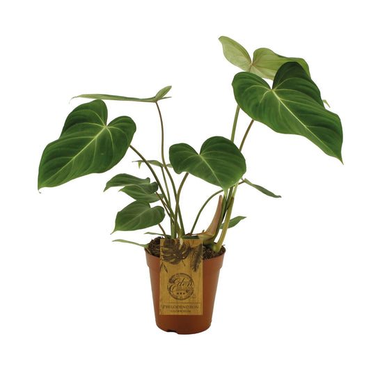 Philodendron Gloriosum in pot Ø15cm – hartvormige fluwelen bladeren