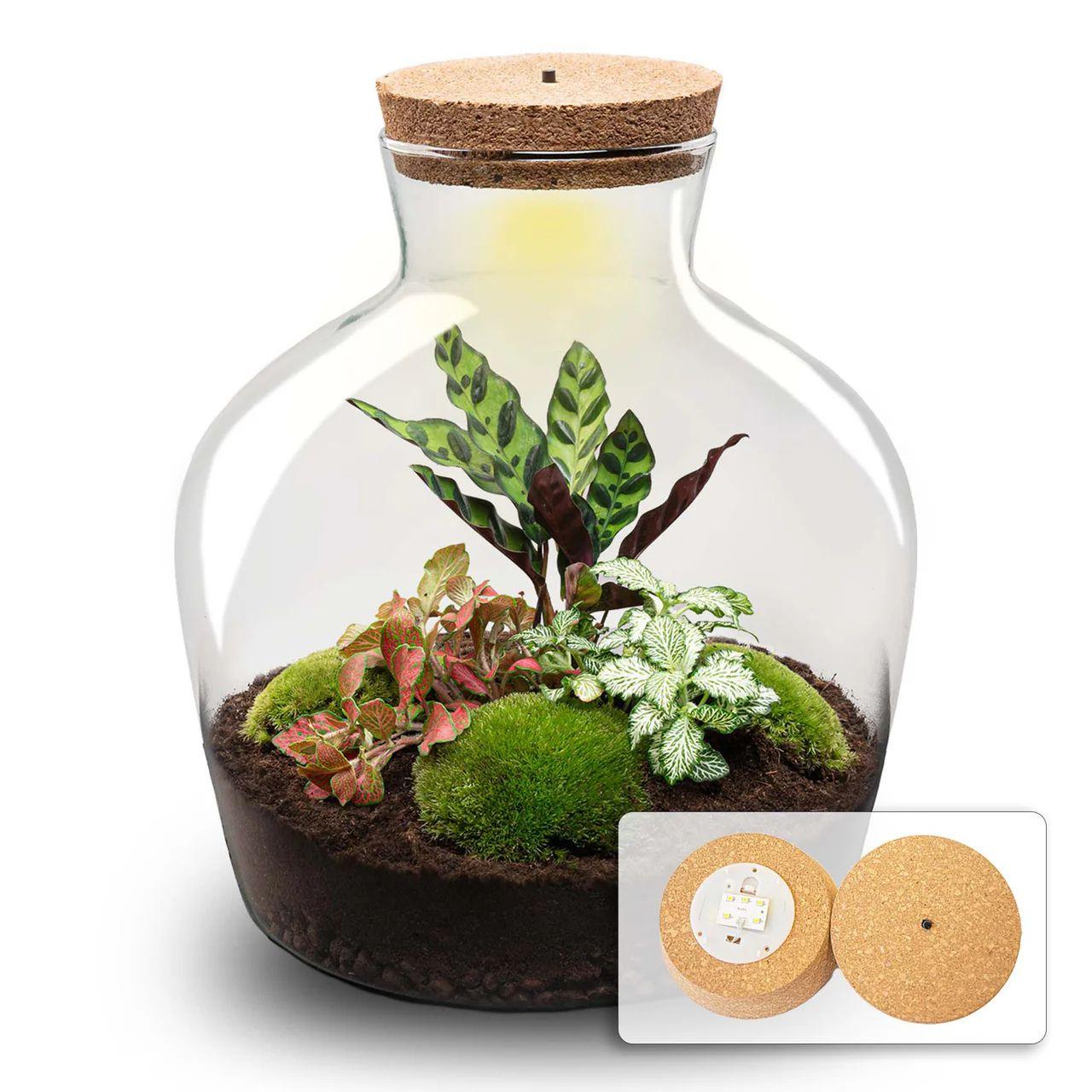 DIY planten terrarium Fat Joe Rood Ø29cm x H30cm, compleet pakket met Calathea, Fittonia, mos en accessoires, zelfvoorzienend ecosysteem.