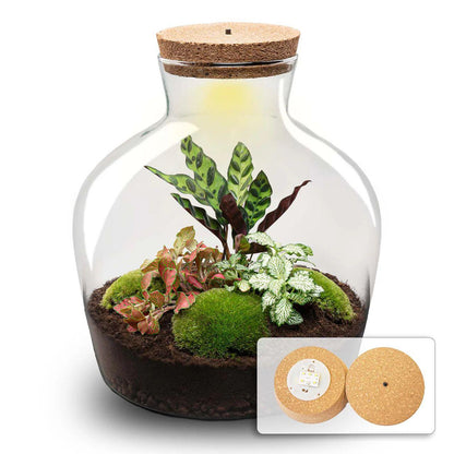 DIY planten terrarium Fat Joe Rood Ø29cm x H30cm, compleet pakket met Calathea, Fittonia, mos en accessoires, zelfvoorzienend ecosysteem.
