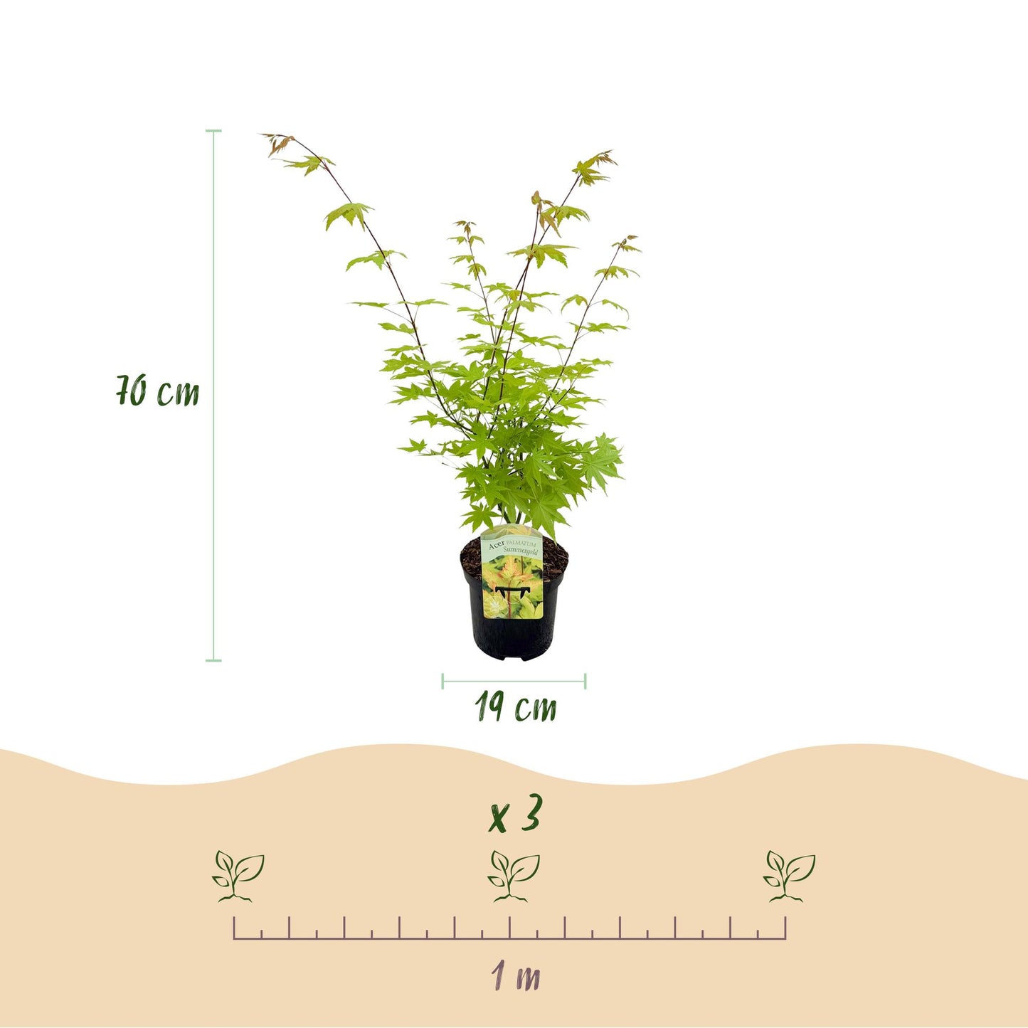 Japanischer Ahorn - Acer palmatum Summergold 1 Pflanze