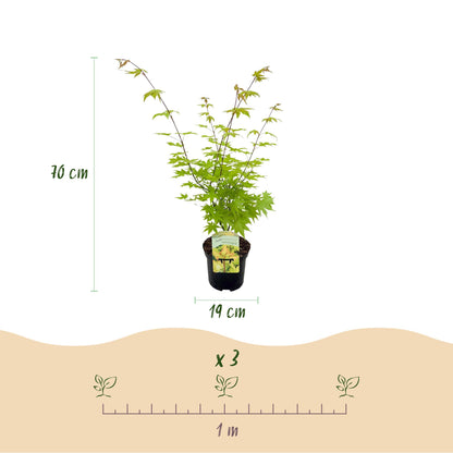 Japanischer Ahorn - Acer palmatum Summergold 1 Pflanze
