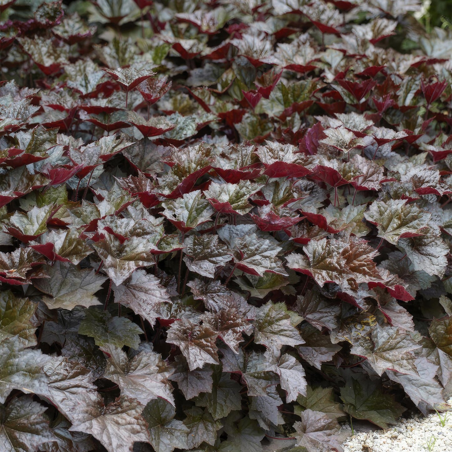48x Heuchera mic.| Palace Purple' | Borderplant