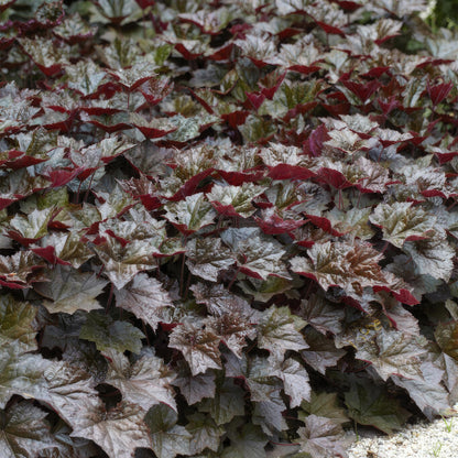 48x Heuchera mic.| Palace Purple' | Borderplant