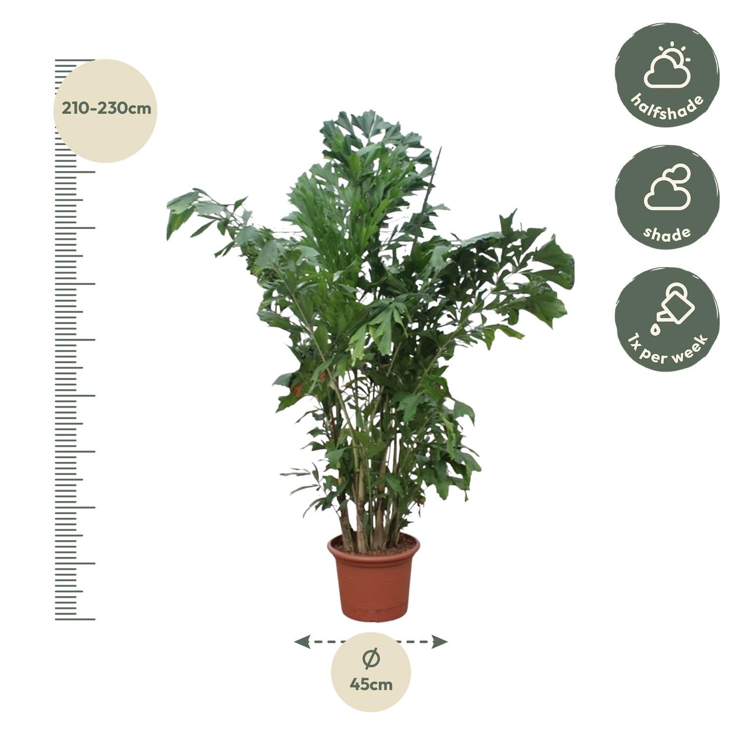 Tropische palm Caryota Mitis 220 cm – grote blikvanger voor woonkamer of kantoor. Kamerplant Fleur