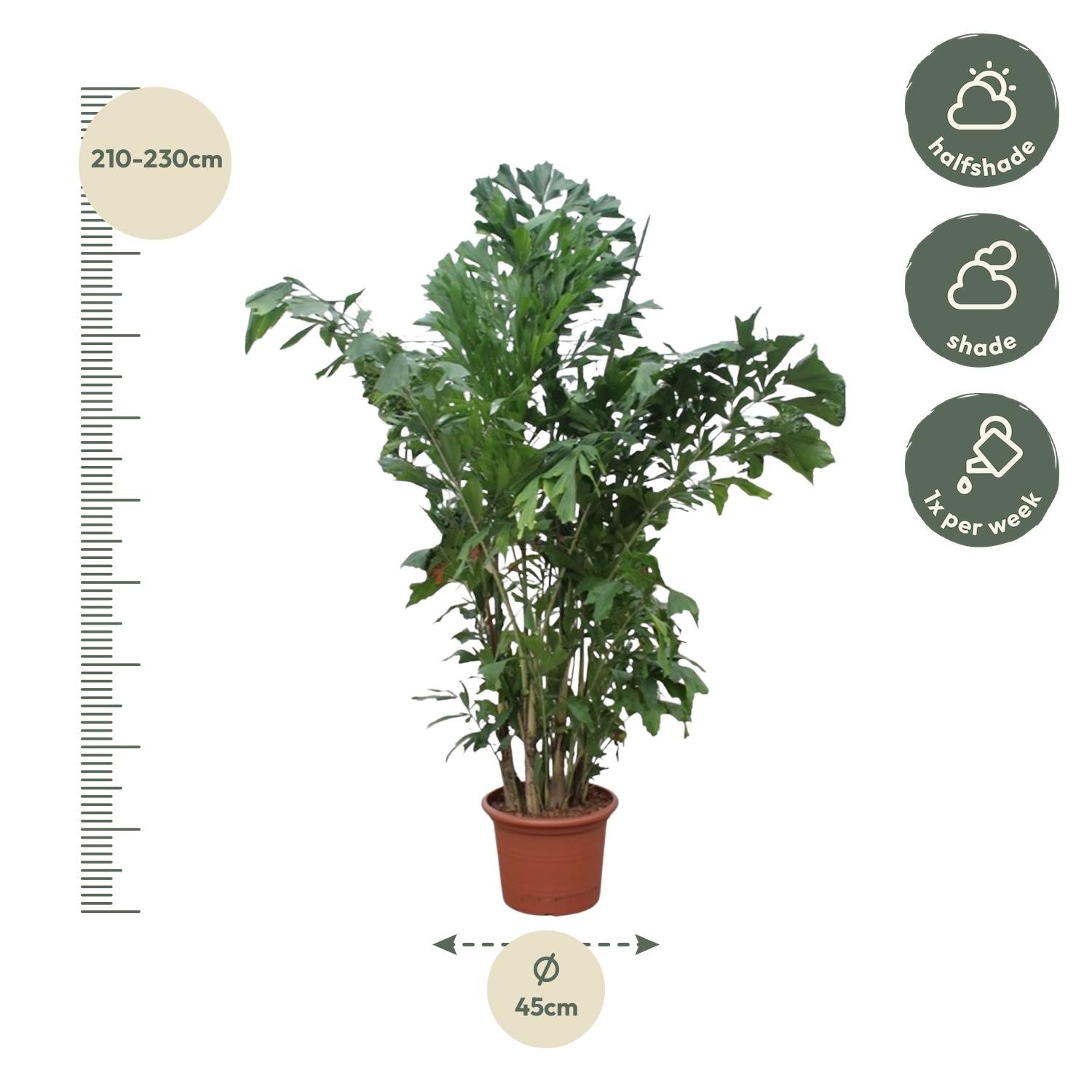 Tropische palm Caryota Mitis 220 cm – grote blikvanger voor woonkamer of kantoor. Kamerplant Fleur
