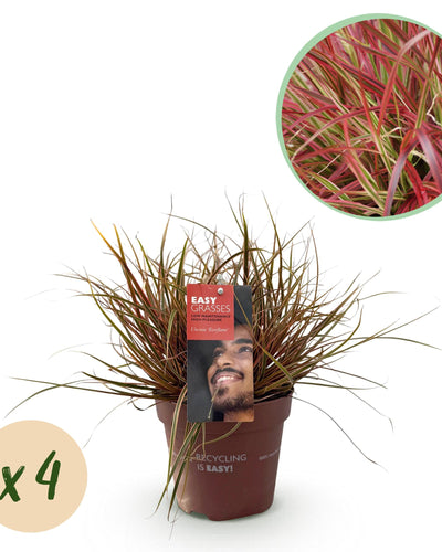 Uncinia rubra Everflame, rode grasplant in tuinborde