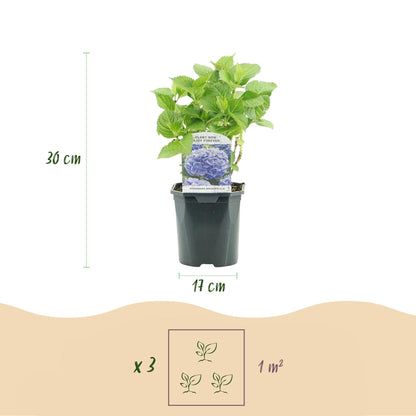 Hydrangea macrophylla Tricolour – Hortensia met roze, witte en blauwe bloemen, geschikt voor tuin, border of terras, bloeit van juni tot september.