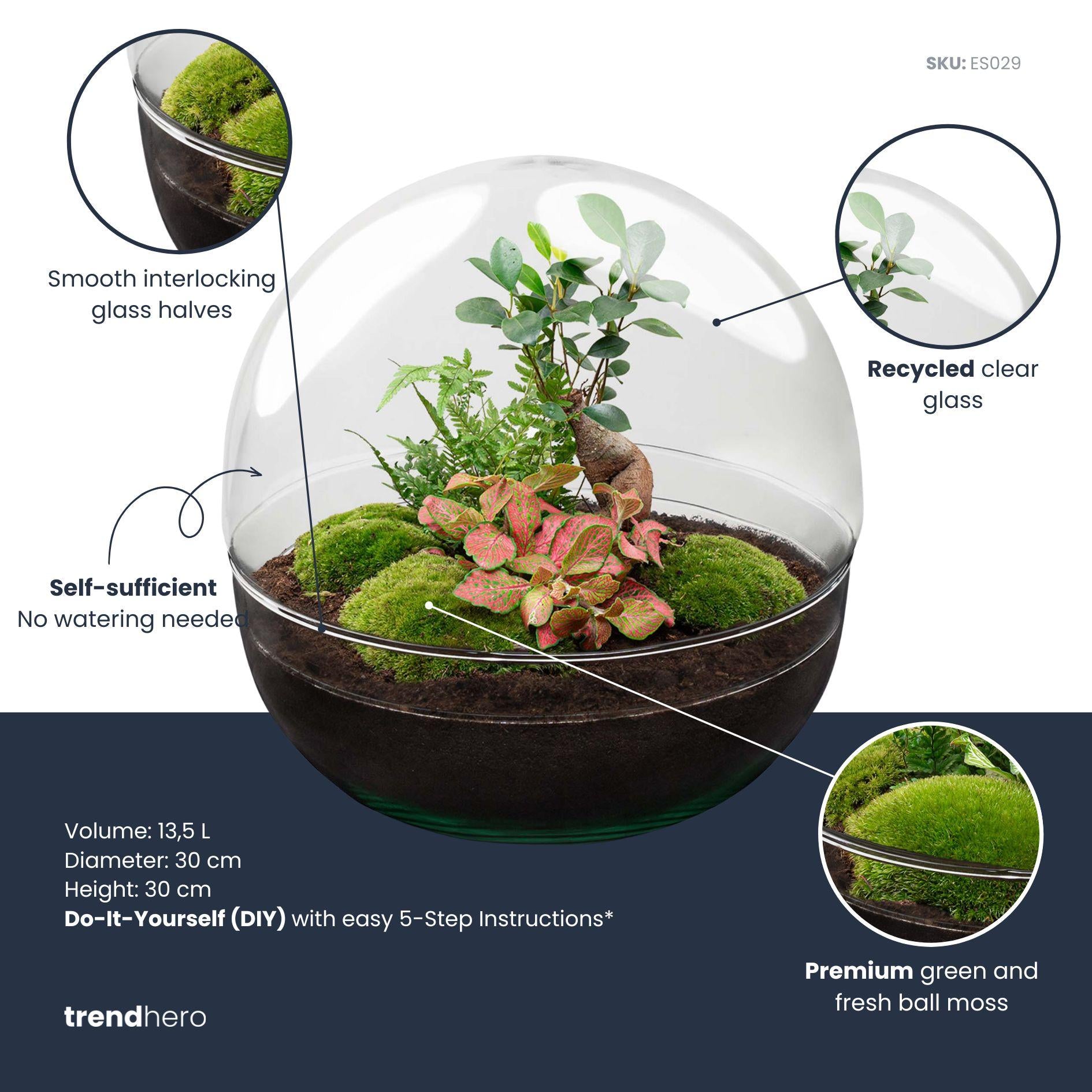 DIY Dome XL terrarium met Ficus Ginseng en Fittonia planten
